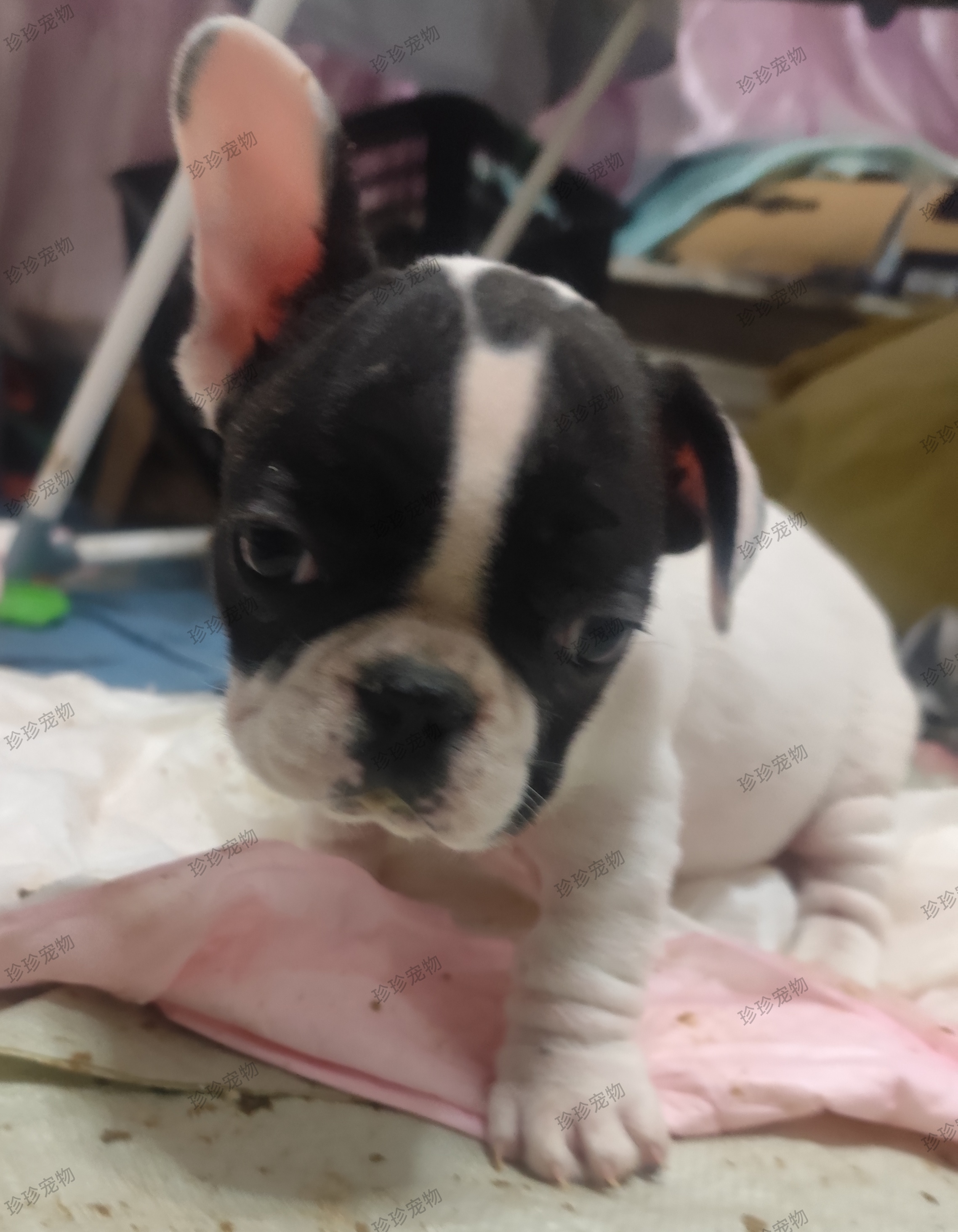 法国斗牛犬幼犬法斗幼犬法牛自带天眼公